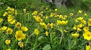 86 Cariofillata montana (Geum montanum)